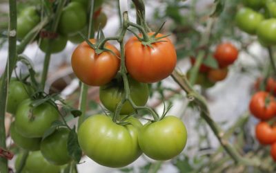 Send Flowers to Lusaka, Zambia for Farmers’ Day Celebration